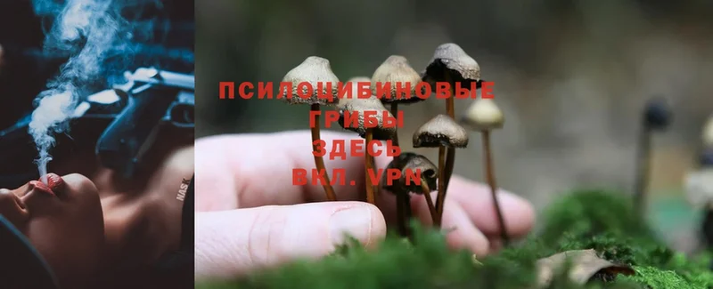 наркота  Шуя  mega рабочий сайт  Галлюциногенные грибы Psilocybe 