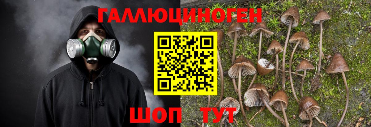Псилоцибиновые грибы Psilocybe Шуя